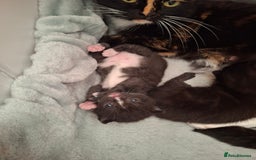 Mixed Breed cats for sale: Kittens Ready  - Image 6