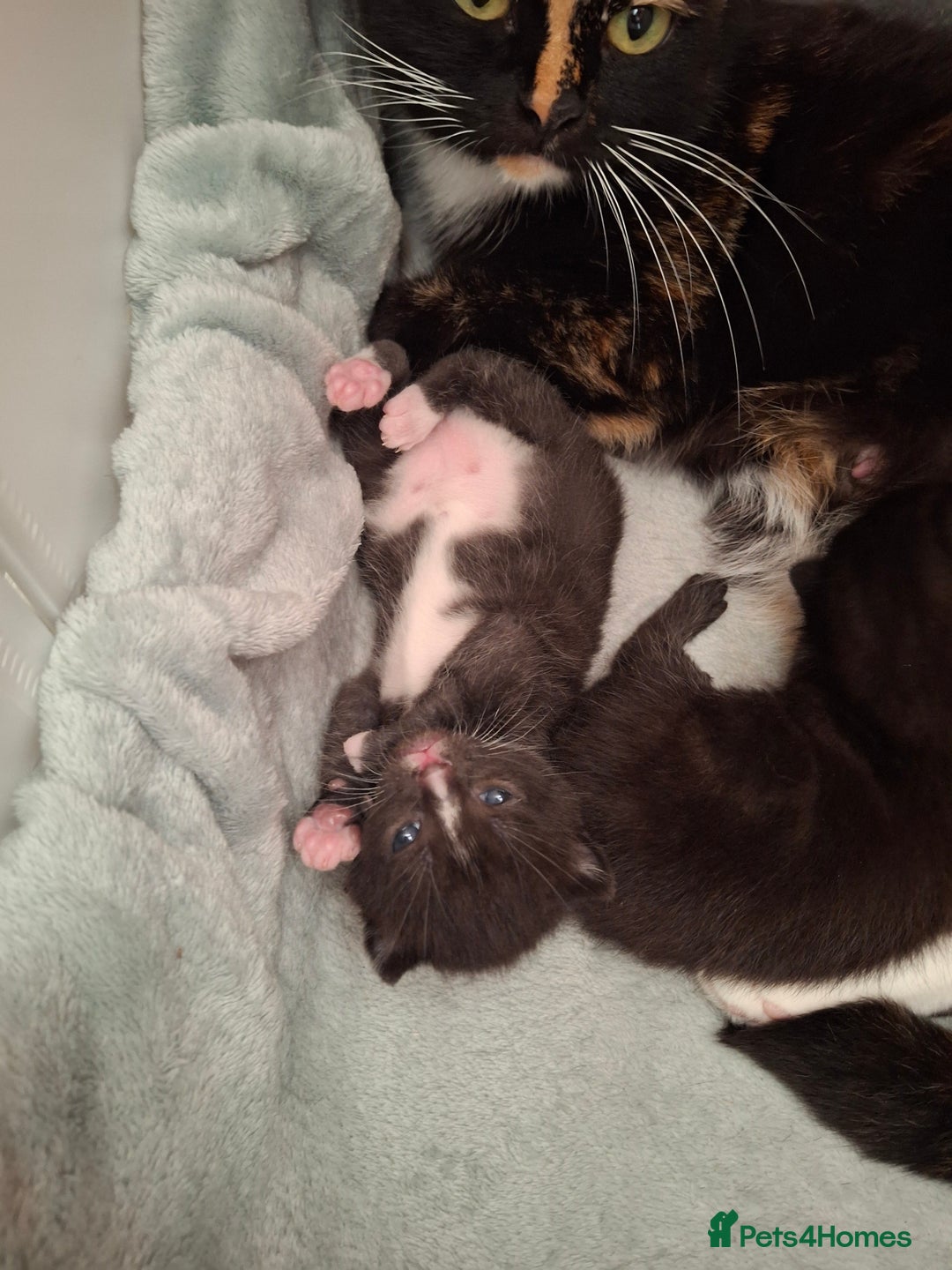 Mixed Breed cats for sale: Kittens Ready  - Image 6