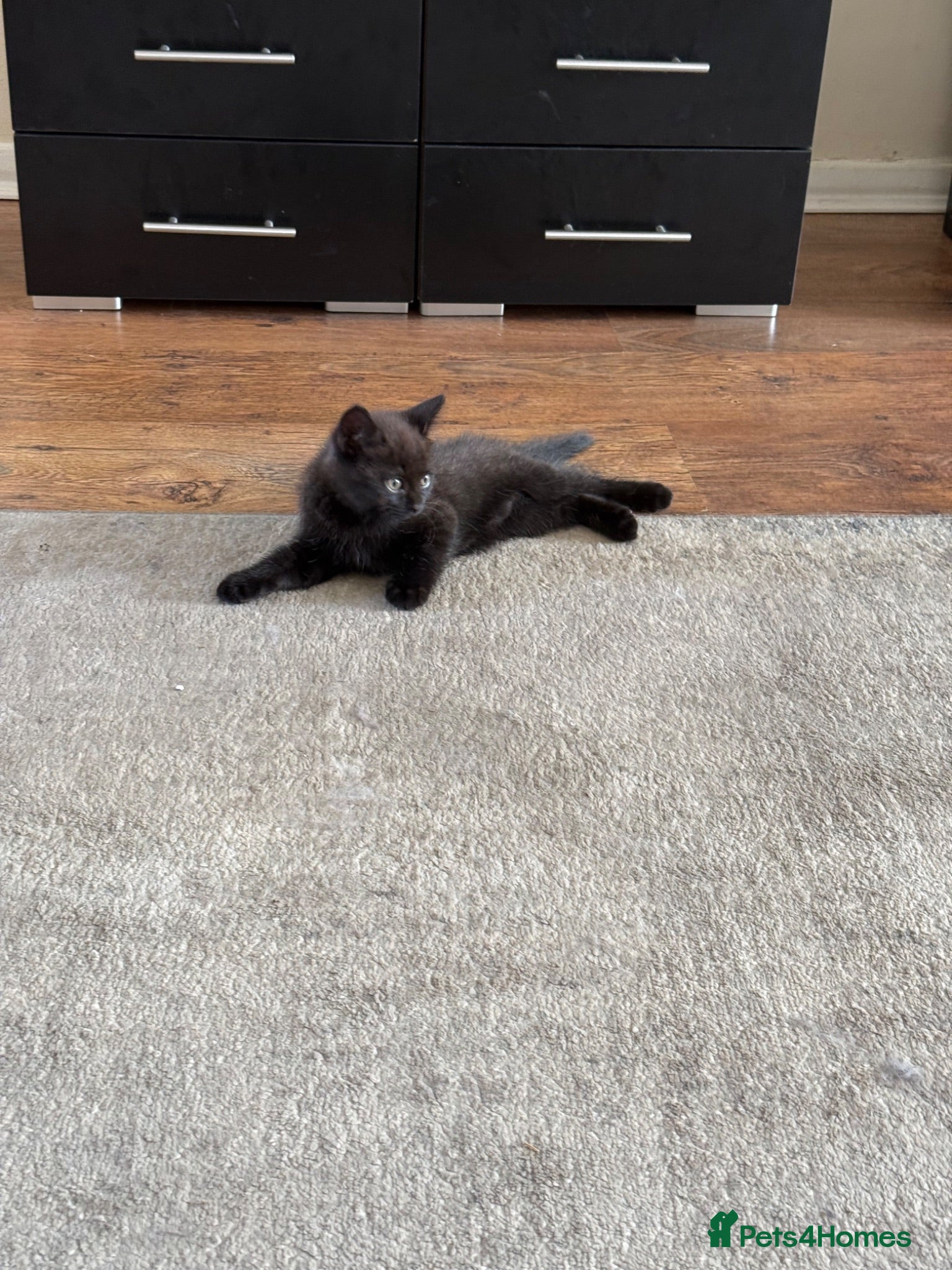 Mixed Breed cats Mixed breed BritishShorthair - Advert 2