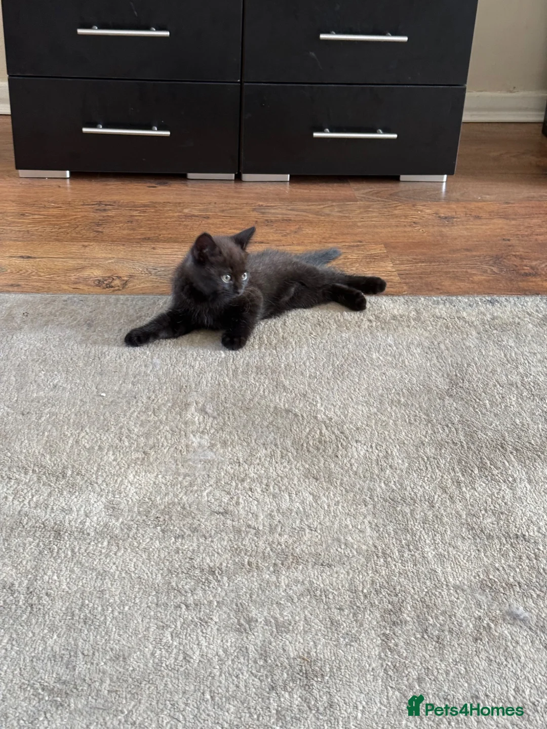Mixed Breed cats for sale: Mixed breed BritishShorthair in Borehamwood - Advert 1
