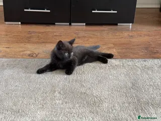 Mixed Breed cats Mixed breed BritishShorthair - Advert 2