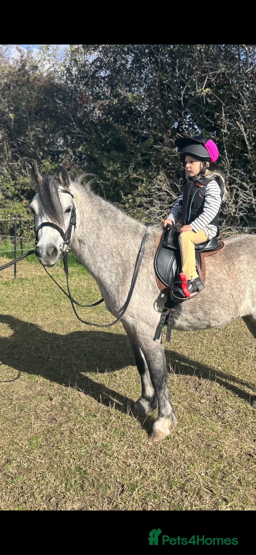 Welsh Section A horses Registered Welsh Section A Gelding - Advert 1