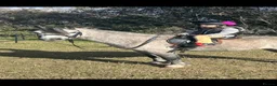 Welsh Section A horses for sale: Registered Welsh Section A Gelding in Newark - Advert 1