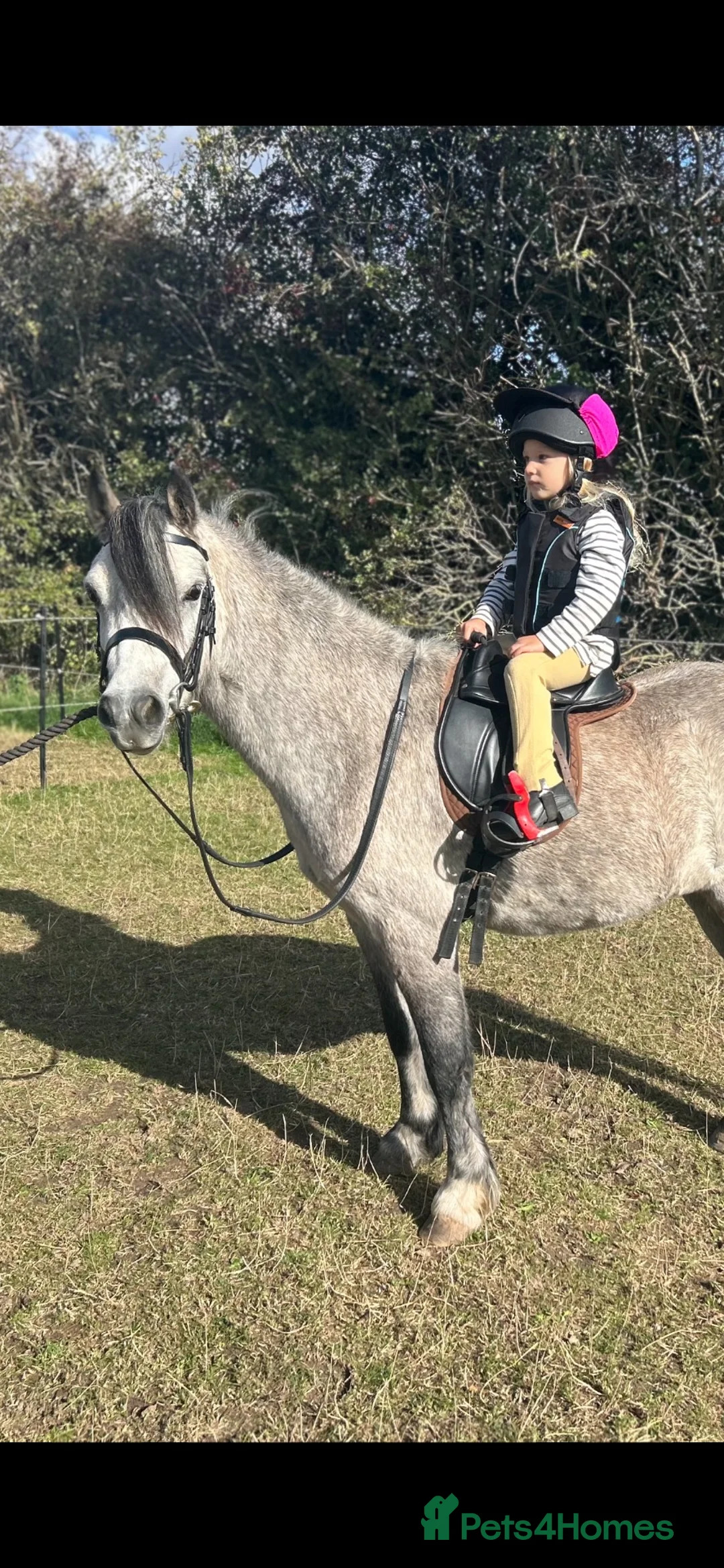 Welsh Section A horses for sale: Registered Welsh Section A Gelding in Newark - Advert 1