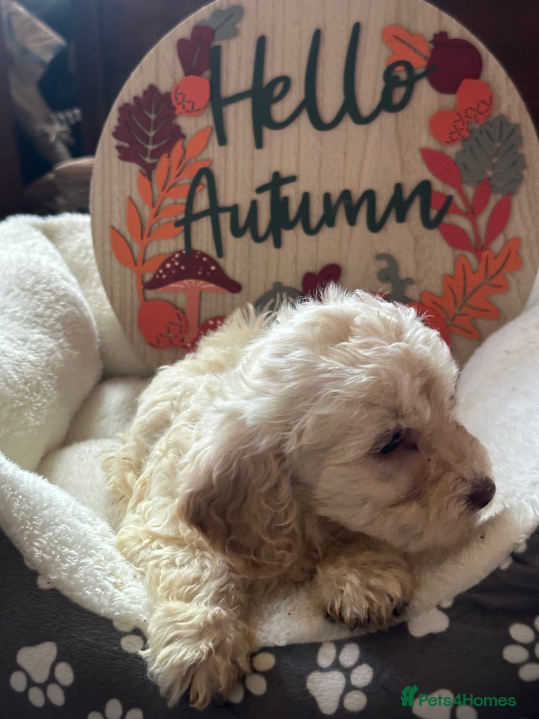 Cockapoo dogs for sale: F3 Cockapoo puppies. Prices do vary.  - Image 8
