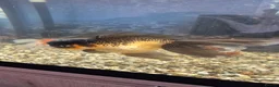 Fancy Goldfish fish for sale: Giant Oranda  - Advert 6