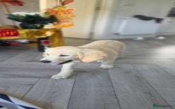 Golden Retriever dogs for sale: 13Week Golden Ret Puppy Healthy, LovingHome Needed - Image 3
