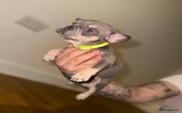 French Bulldog dogs for sale: BLUE & CREAM/TAN Isabella/pink carrying. - Image 9