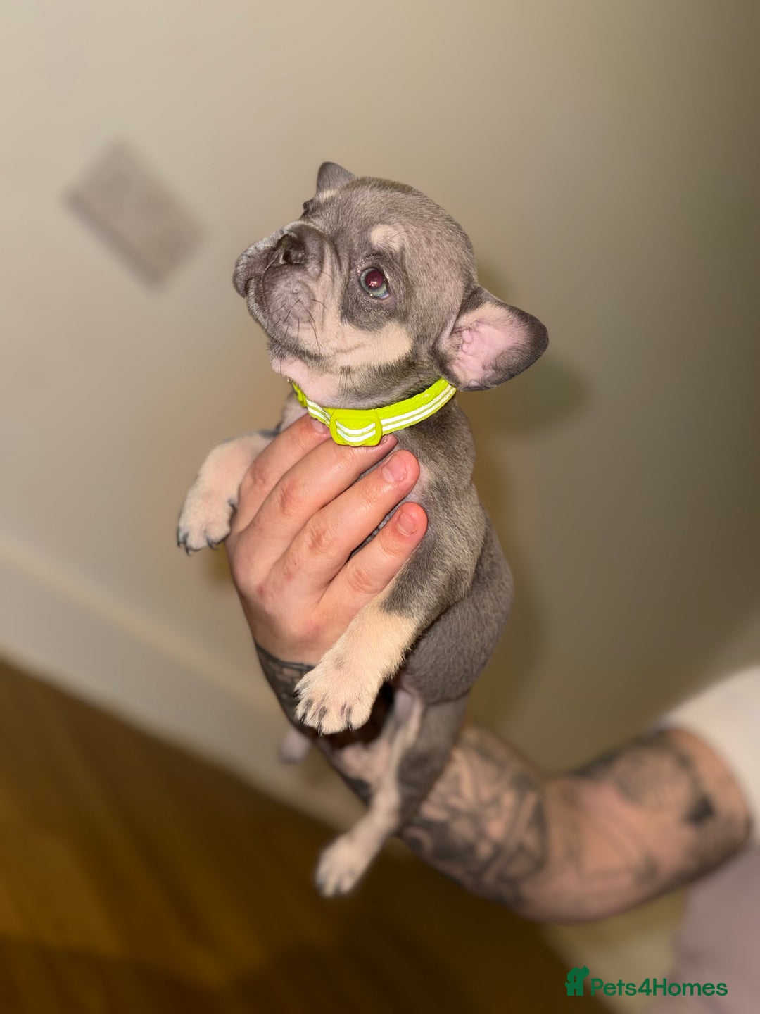 French Bulldog dogs for sale: BLUE & CREAM/TAN Isabella/pink carrying. - Image 9