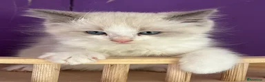 Ragdoll Kitten 8