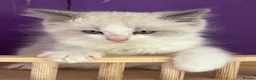 Ragdoll cats for sale: ❤️ Gorgeous ragdoll kittens ❤️ - Advert 2