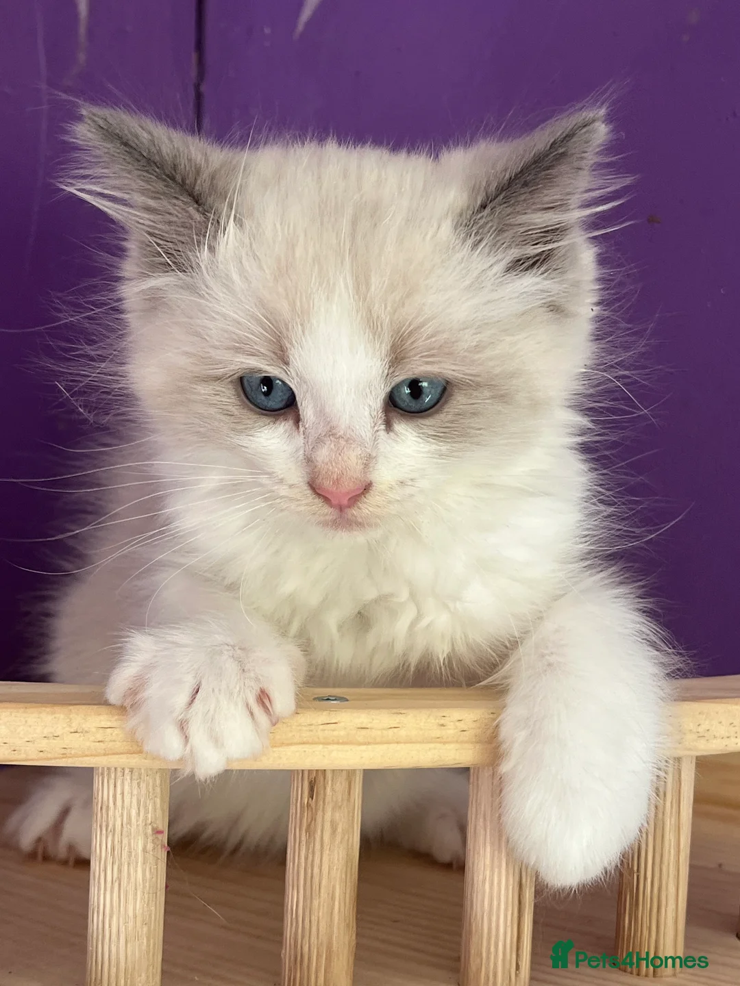 Ragdoll cats for sale: ❤️ Gorgeous ragdoll kittens ❤️ - Advert 2