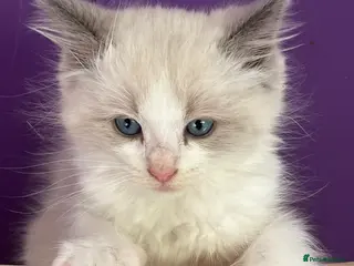 Ragdoll cats ❤️ Gorgeous ragdoll kittens ❤️ - Advert 4