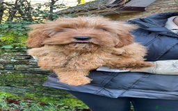 Mixed Breed dogs for sale: Cavapoo Female Puppies - Advert 7