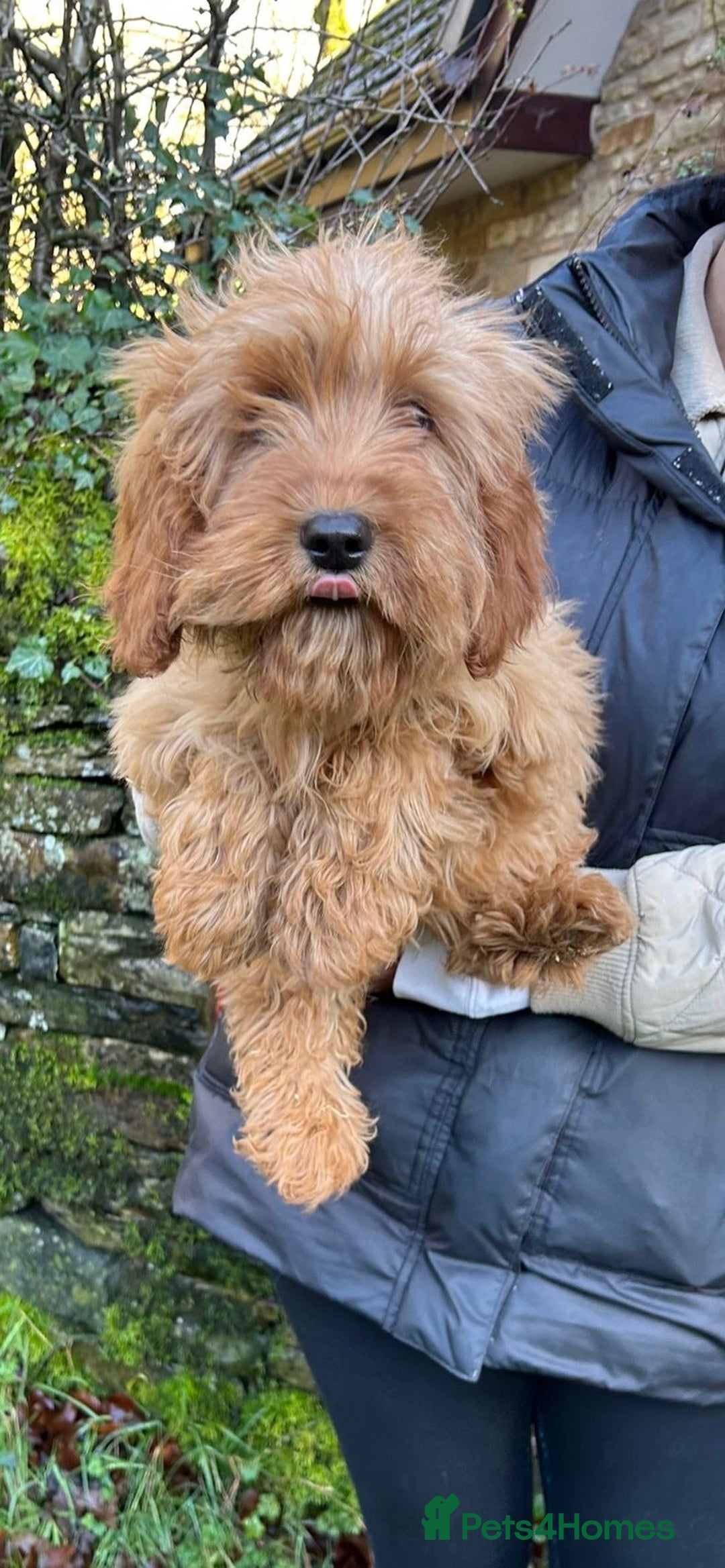 Mixed Breed dogs for sale: Cavapoo Female Puppies - Advert 7