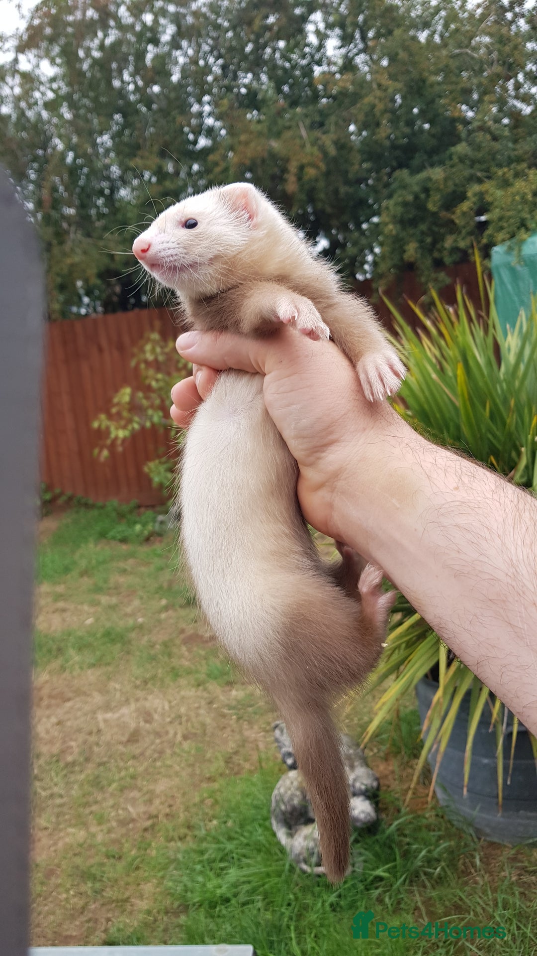 Ferret rodents for sale: Last 2 Jill's ready to leave now  - Image 5