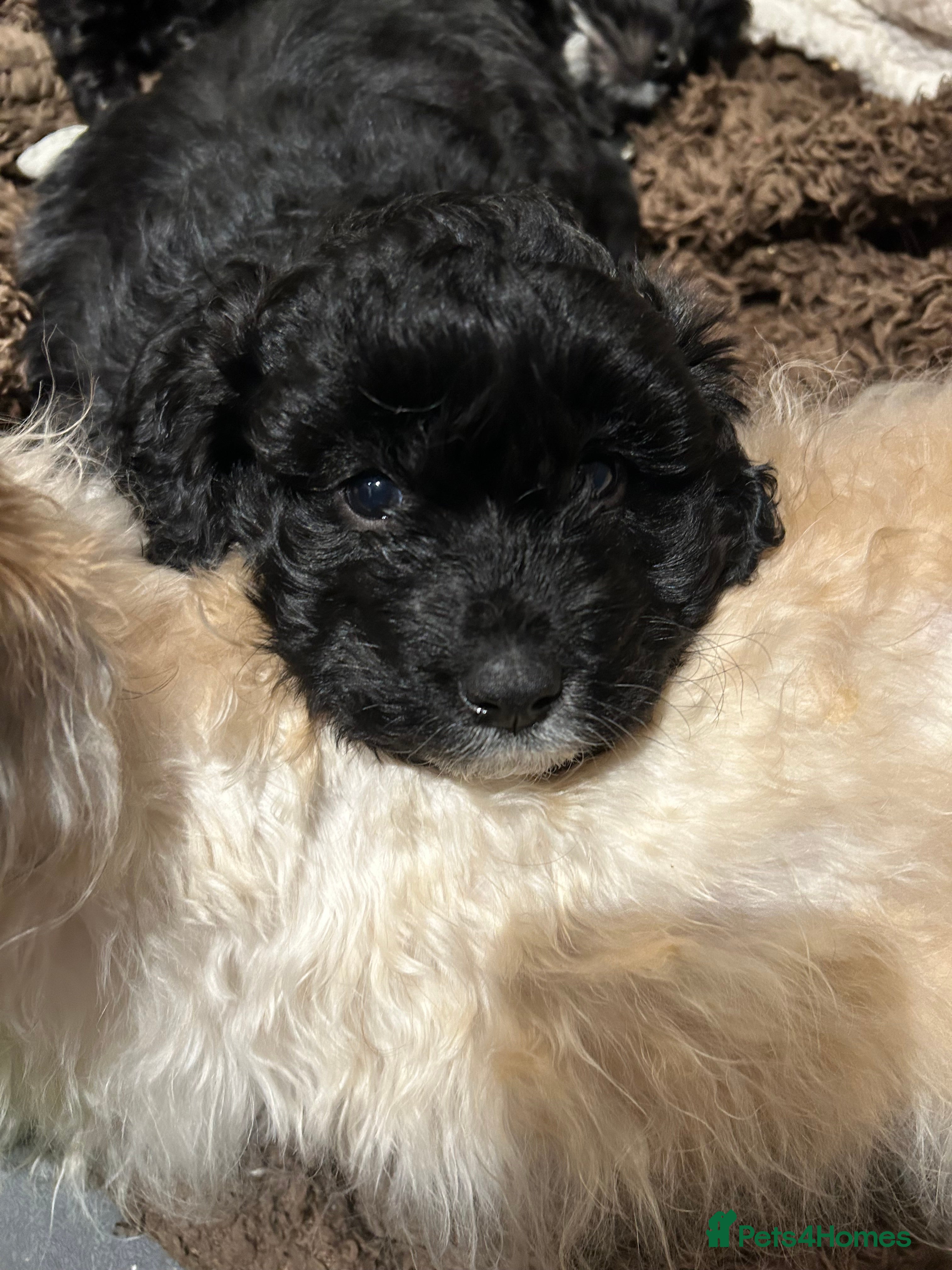 Shihpoo dogs 2 Male Stunning Shihpoo x Sproodle pups - Advert 4
