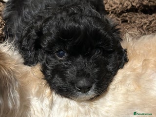 Shihpoo dogs 2 Male Stunning Shihpoo x Sproodle pups - Advert 6