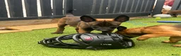Belgian Shepherd Dog dogs for sale: Stunning Belgian Malinois pups 1 boy - Advert 23
