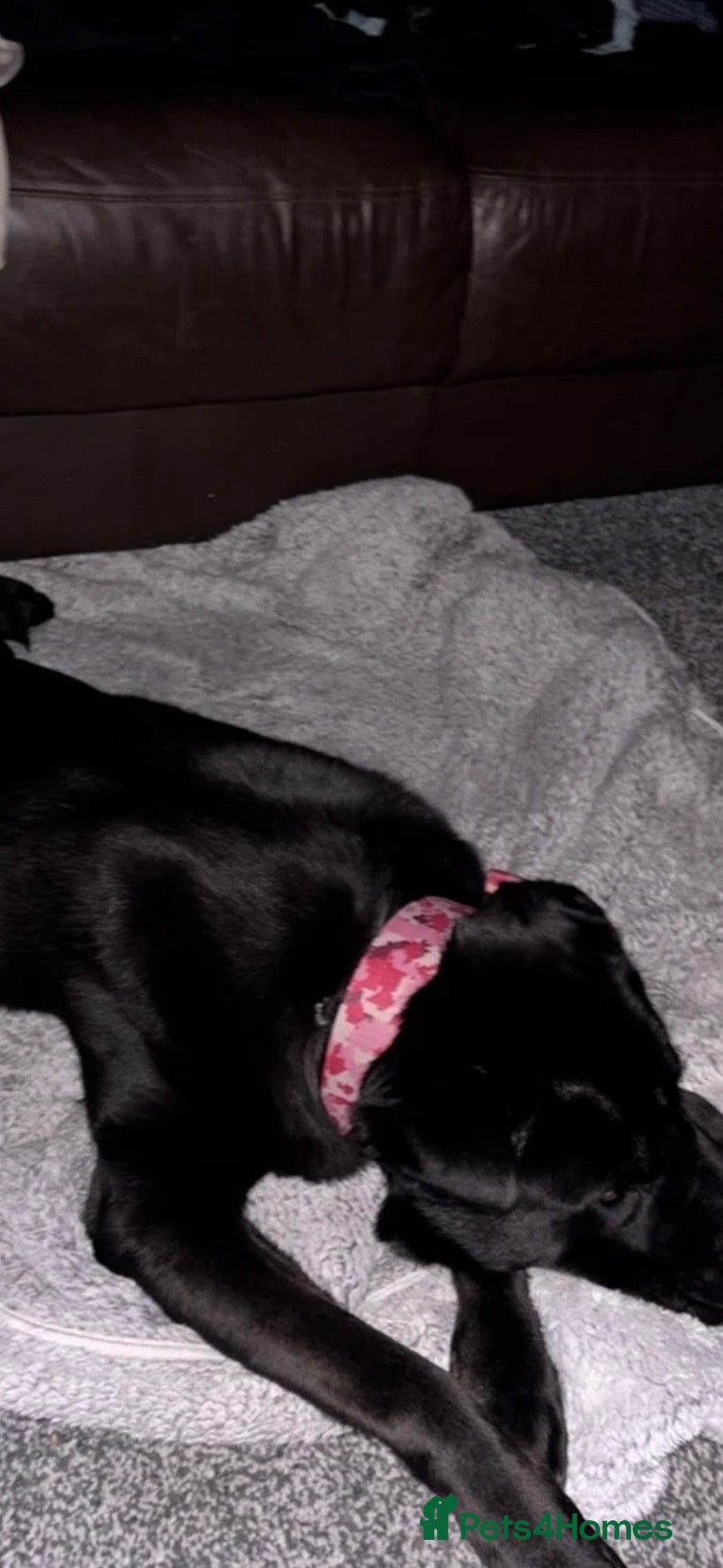 Mixed Breed dogs Bella-female- cane corso x shar pei - Advert 16