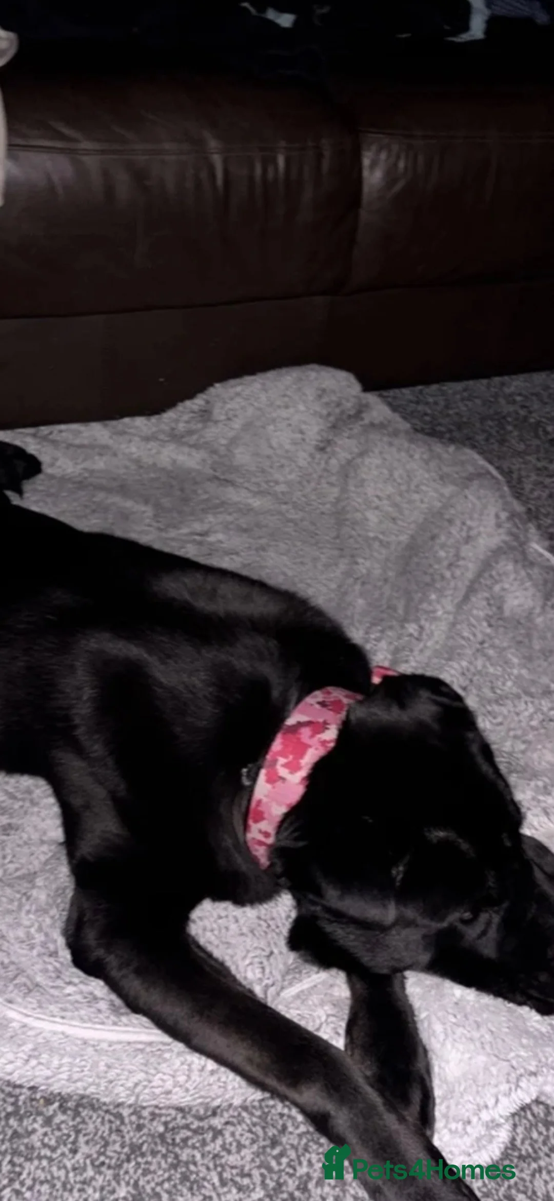 Mixed Breed dogs for sale: Bella-female- cane corso x shar pei in Liverpool - Advert 1