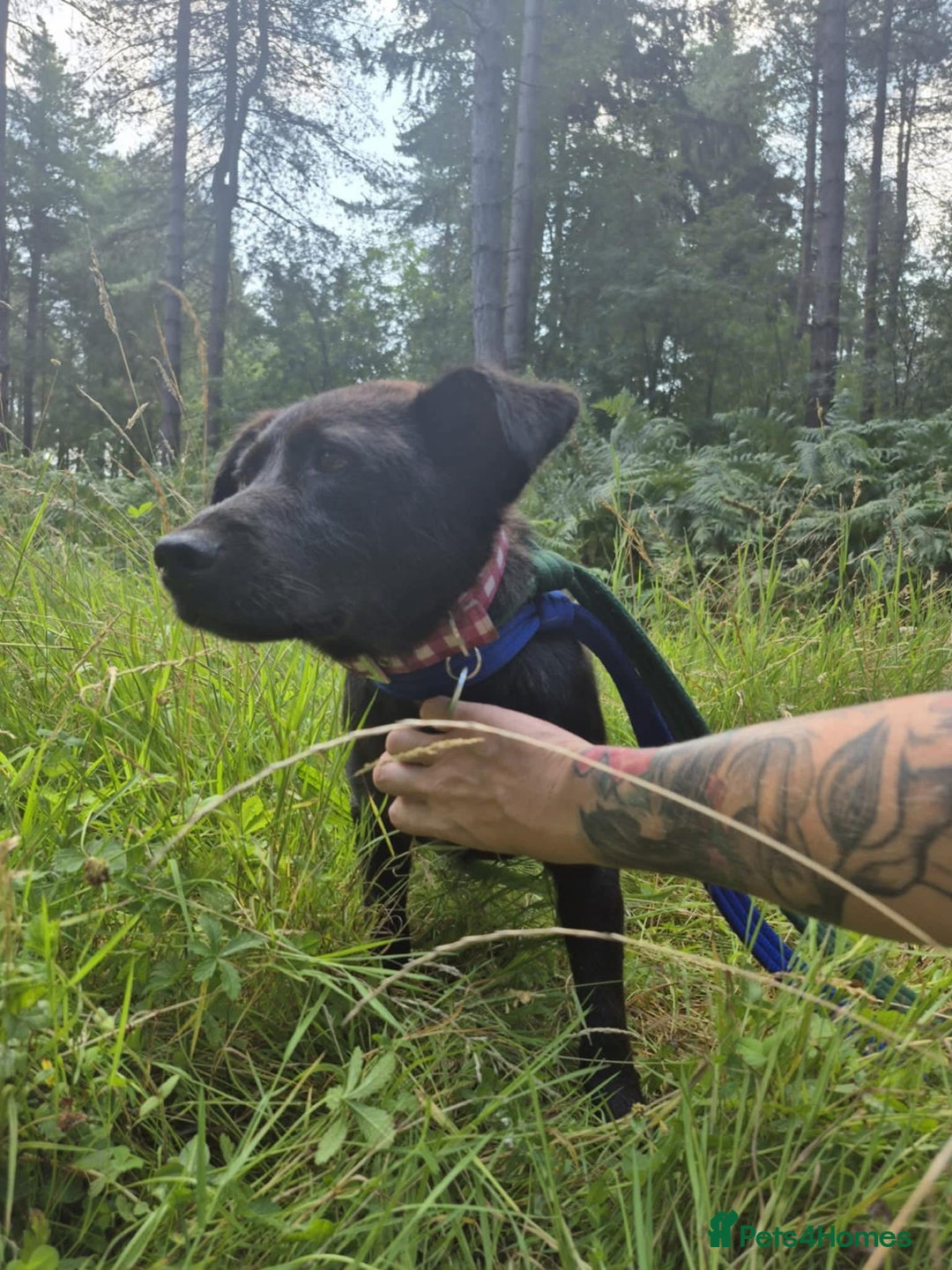 Mixed Breed dogs for adoption: Blossy - Norwich Norfolk  - Image 1