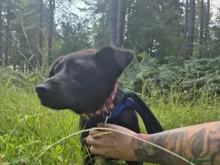 Mixed Breed dogs Blossy - Norwich Norfolk - Advert 15