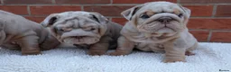 English Bulldog dogs for sale: Mr Muscles litter KC Quality English bulldogs - Advert 3