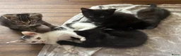 Domestic Shorthair cats for sale: 5 Kittens available  - Advert 3