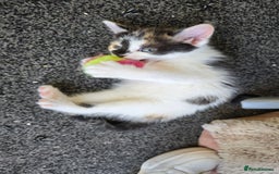 Mixed Breed cats for sale: 4 beautiful mixed breed playful kittens in Ingatestone - Image 10