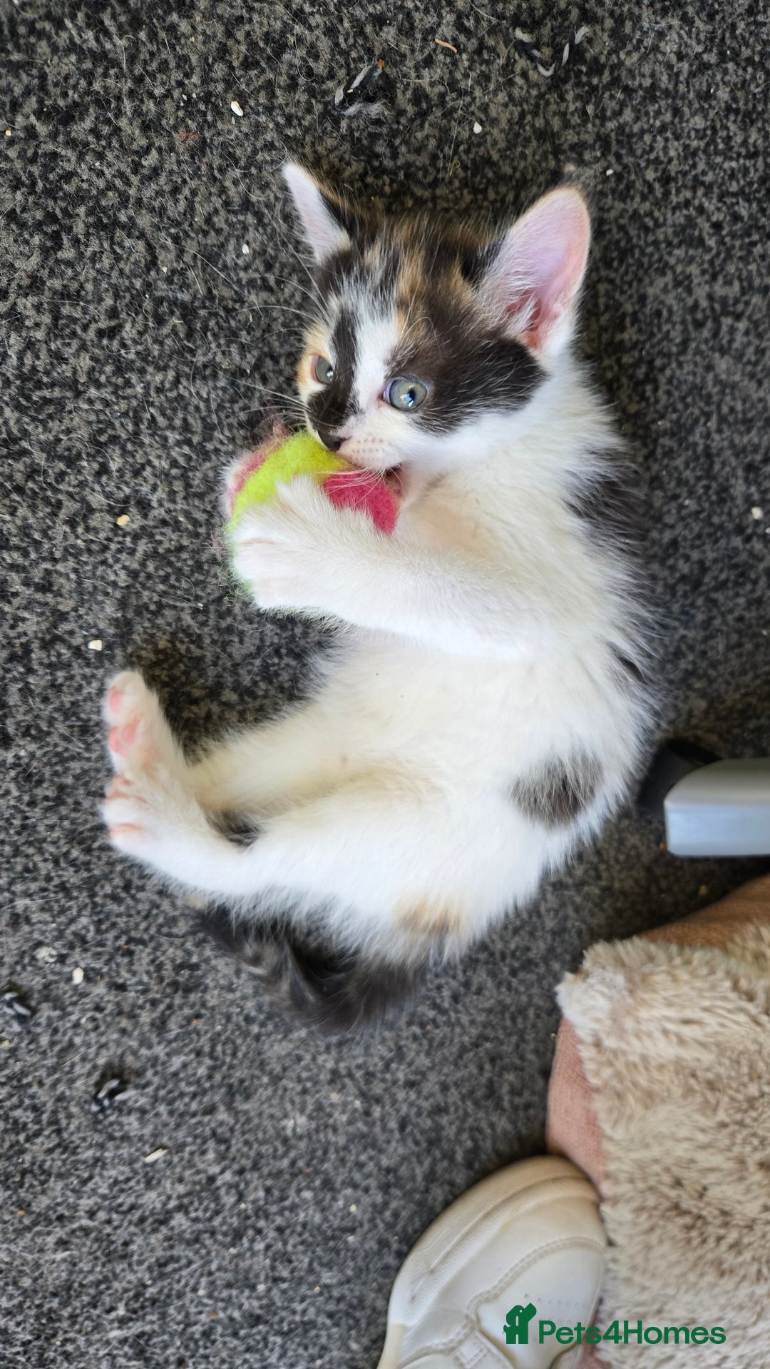 Mixed Breed cats for sale: 4 beautiful mixed breed playful kittens in Ingatestone - Image 10