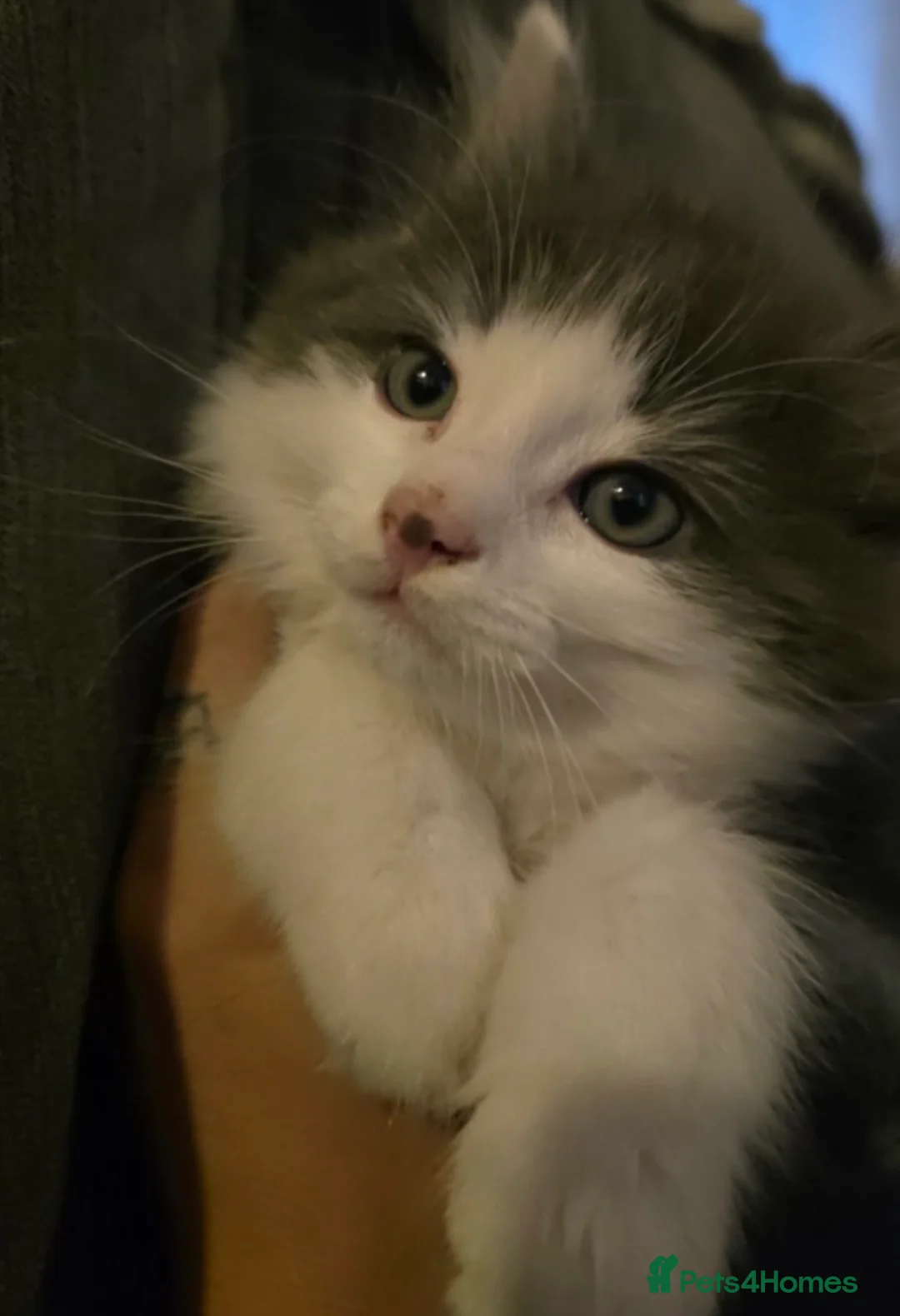 Domestic Shorthair cats for sale: Pair of gorgeous girls &all their bits in Lyme Regis - Advert 1