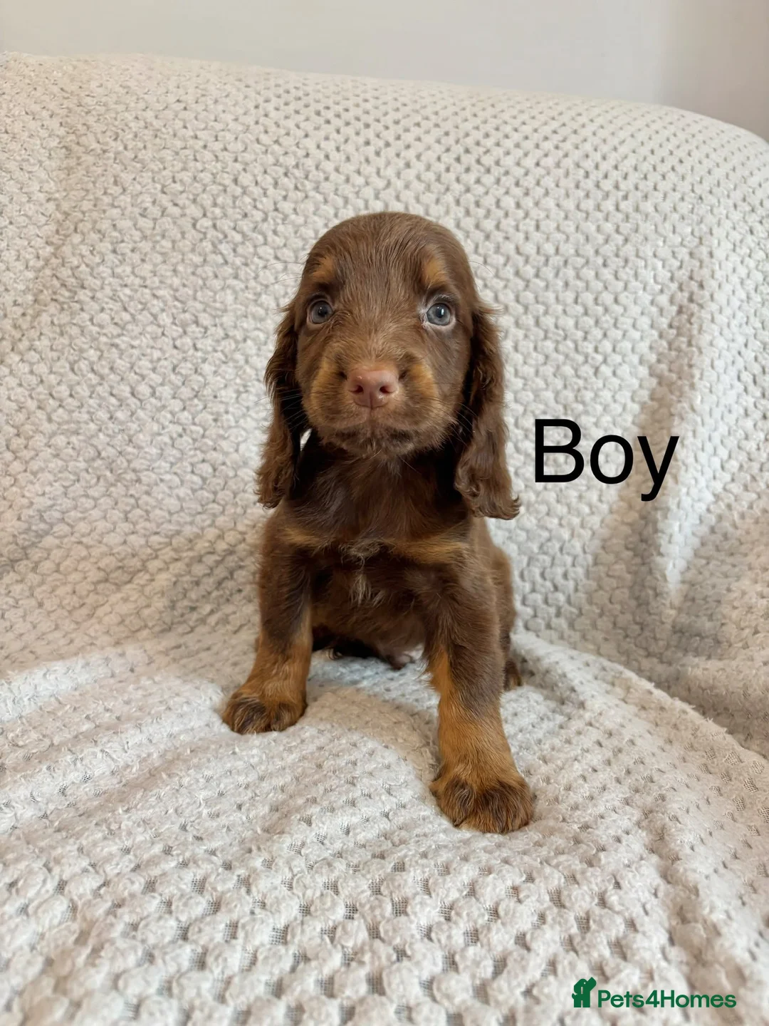 Cocker Spaniel dogs for sale: Cocker Spaniel Puppies Ready Now - Advert 23