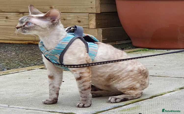 Devon Rex cats - Advert 1