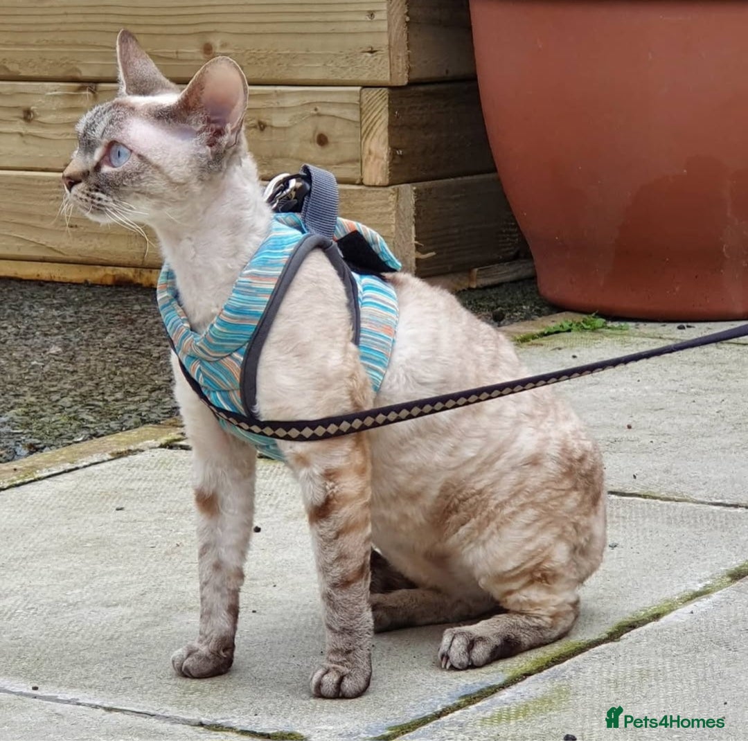 Devon Rex cats for sale: spayed devon rex - Image 1