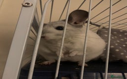 Chinchilla rodents for sale: Male chinchilla  - Image 2