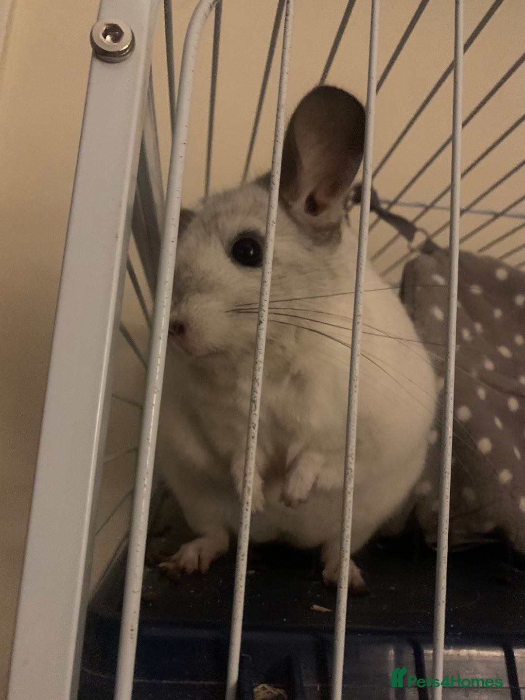 Chinchilla rodents for sale: Male chinchilla  - Image 2