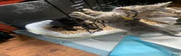 Mixed Breed cats for sale: Bengal kittens  in Huntingdon - Advert 6