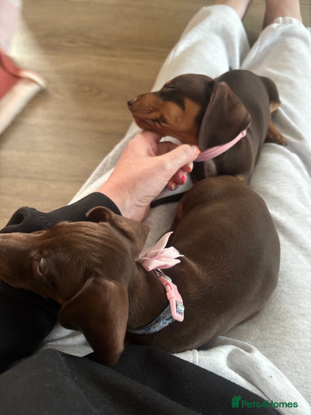Dachshund dogs for sale: Honey and Mapple  - Image 6