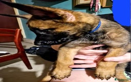 Belgian Shepherd Dog dogs for sale: Belgium Malinois Cross  - Image 4