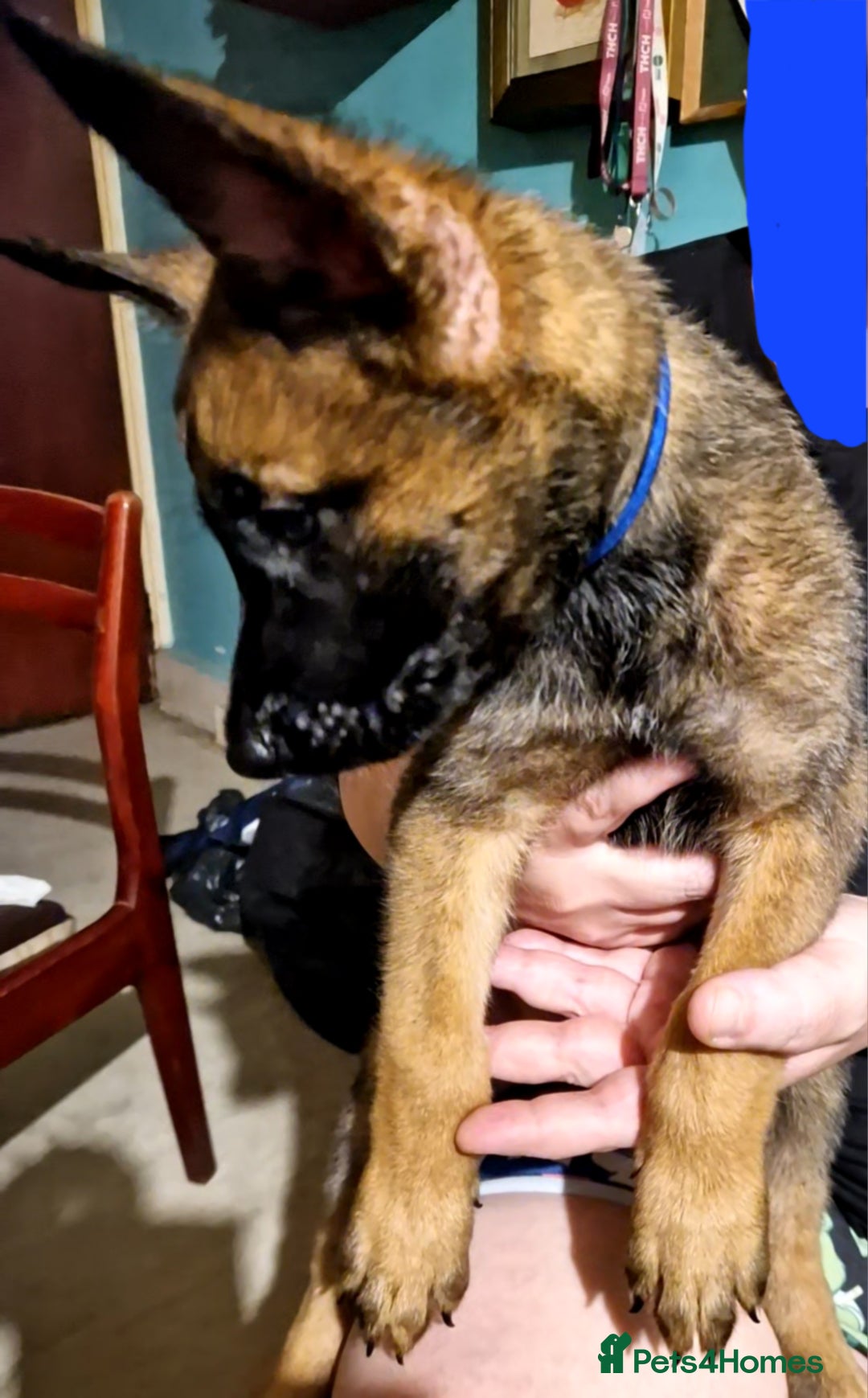 Belgian Shepherd Dog dogs for sale: Belgium Malinois Cross  - Image 4