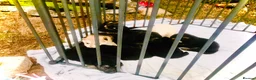 German Shepherd dogs for sale: Strong beautiful playful puppies  - Advert 30