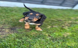 Mixed Breed dogs for sale: Border collie x irish setter pups *READY 3RD SEP* - Image 11