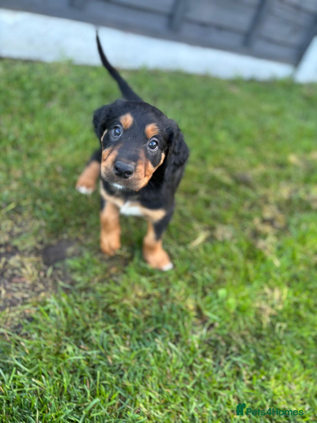 Mixed Breed dogs for sale: Border collie x irish setter pups *READY 3RD SEP* - Image 11