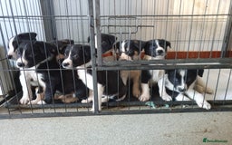 Border Collie dogs for sale: Farm bred Border Collie Pups for sale. - Advert 3