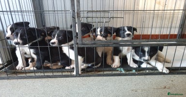 Border Collie dogs Farm bred Border Collie Pups for sale. - Advert 13