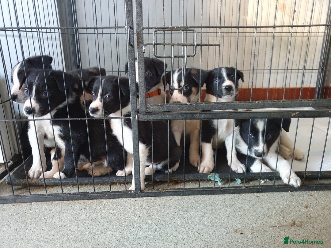 Border Collie dogs for sale: Farm bred Border Collie Pups for sale. - Advert 3