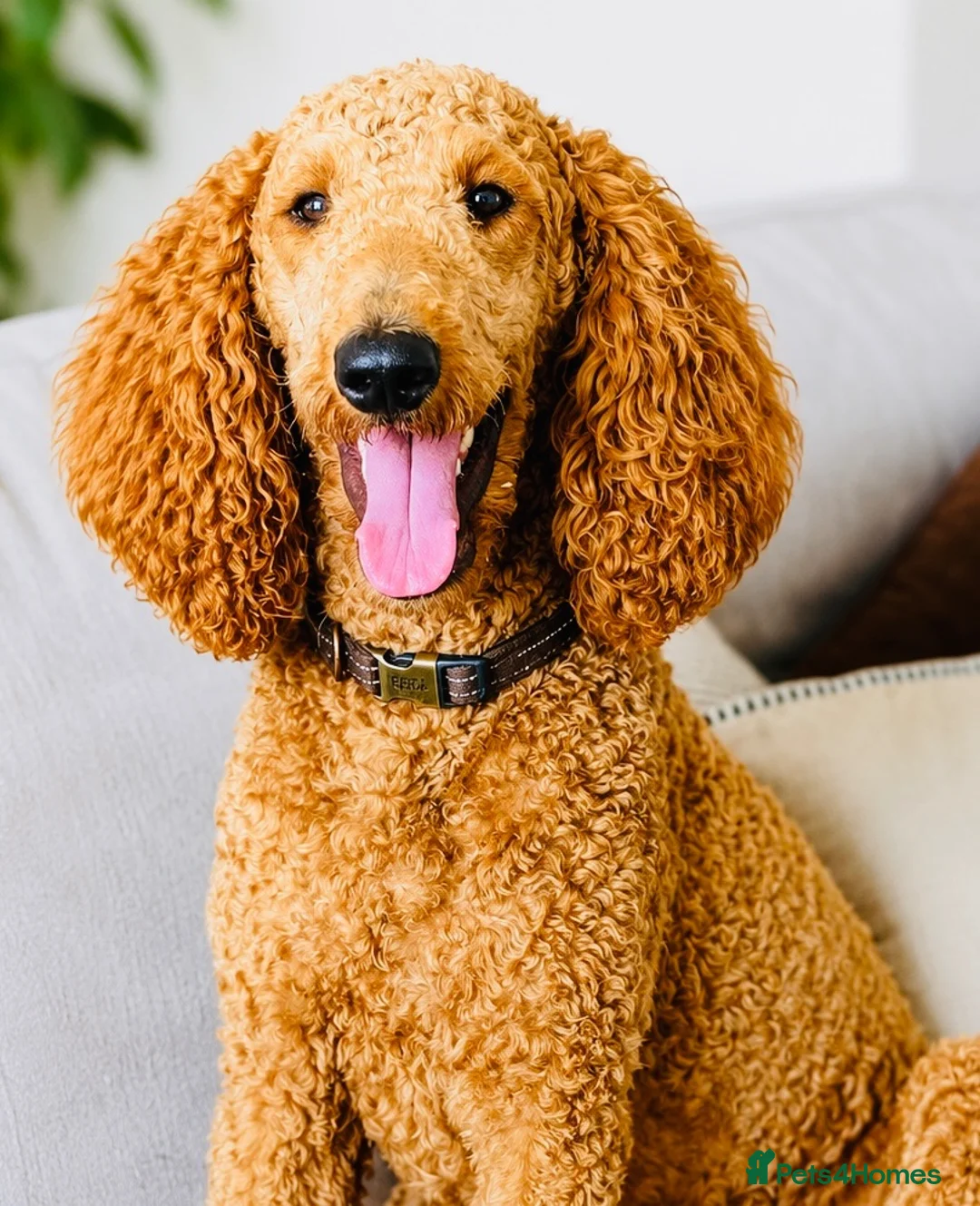 Australian Labradoodle dogs for sale: Pregnancy announcement 📣 waiting list now open 📣 - Advert 8