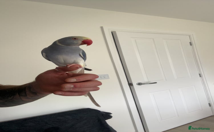 Ringnecks birds - Advert 1