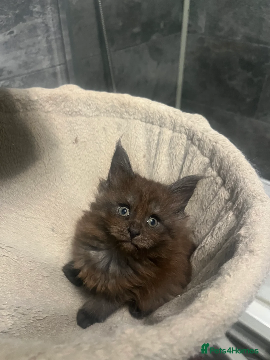Maine Coon cats for sale: XXL Maine coon kittens  - Advert 13